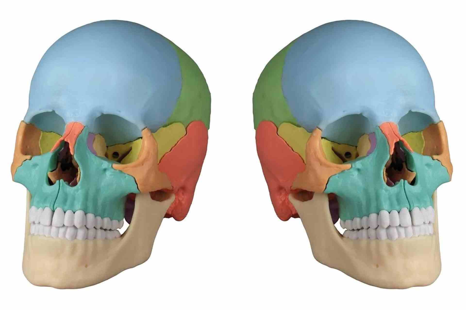 Czaszka osteopatyczna