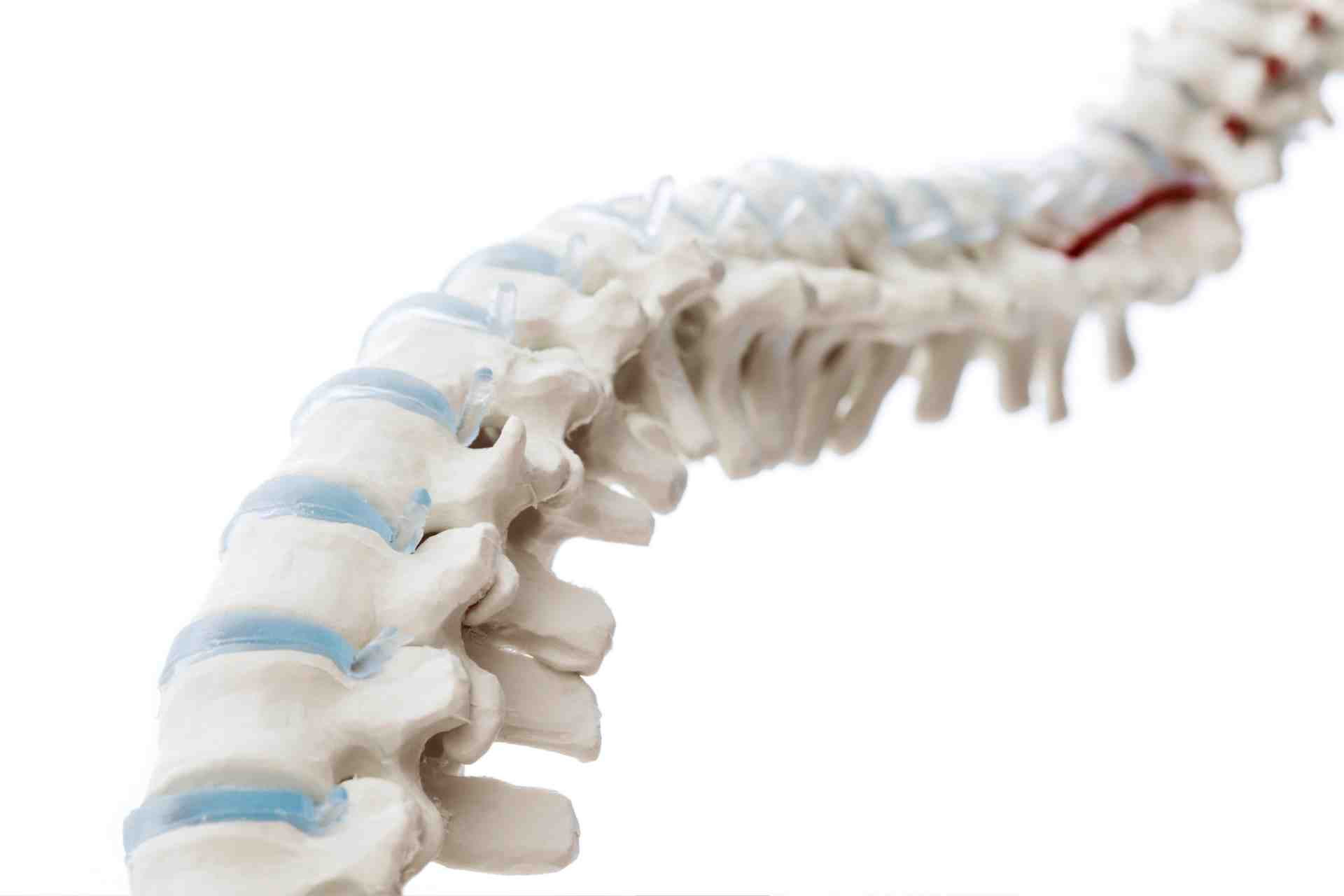 Model ludzkiego kręgosłupa stosowany w szkoleniach osteopatów i fizjoterapeutów